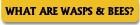 WHAT ARE WASPS & BEES?.